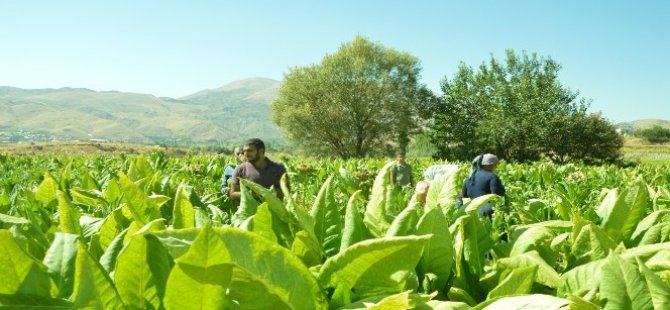 Kayseri'de 179 kilo kaçak tütün ele geçirildi