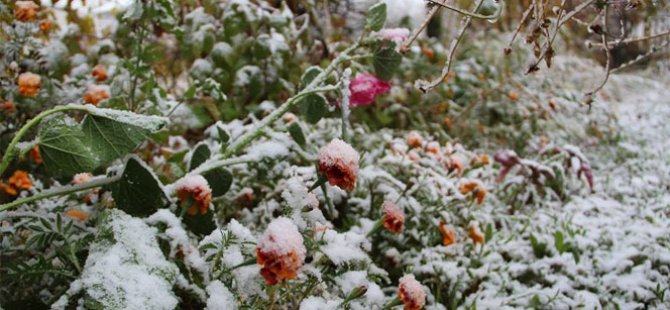 Meteorolojiden ‘zirai don’ uyarısı