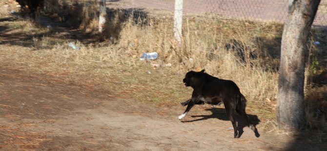 Kocasinan Yenimahalle'de Köpeğin saldırısına uğrayan Zeynep yaralandı