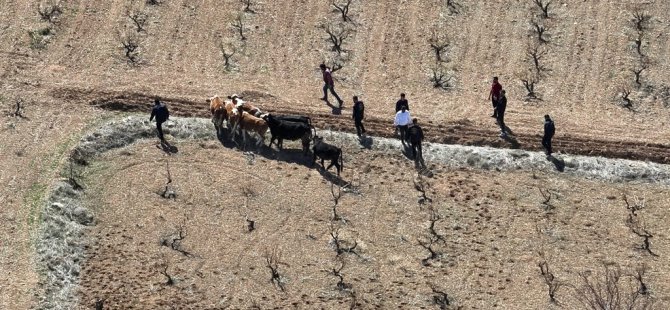 Avanos'ta çalınan 10 büyükbaş hayvan, dron ile bulundu