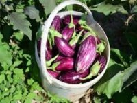 Yemliha Kooperatifi Patlıcan satışlarımız başlamıştır 0507 183 00 40