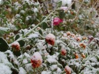 Meteorolojiden ‘zirai don’ uyarısı