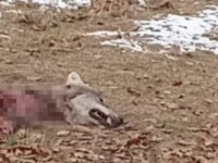 Sarıoğlan'da Aç kurtlar birbirlerini yedi