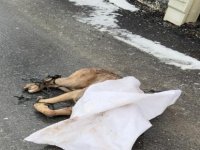 Kayseri'de hayvan vahşeti; ayakları bağlanan köpek, silahla öldürülüp çuvalla sokağa atıldı